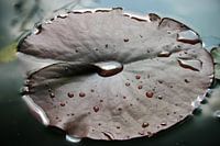 Waterlelie blad