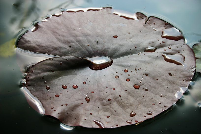 Waterlelie blad par Een Vrouwsel