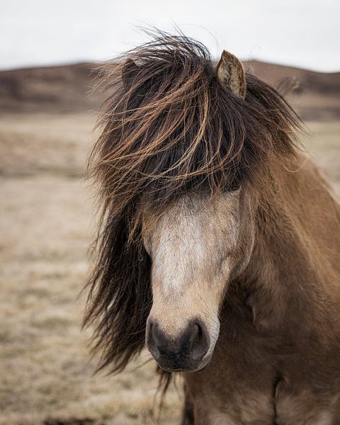 Icelander (horse) by Edwin Kooren