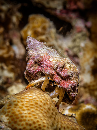 Calcinus minutus