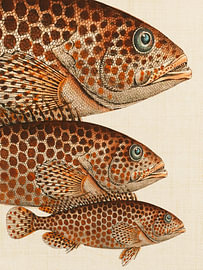 Klassische Fischmotive 6 von Fernando Vieira