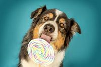 Grappige Australische herdershond met lolly