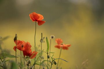 Mohnblumen von Rianne Kugel