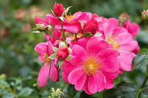 Strauchrose, Rosa patio