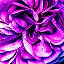 Detail van het hart van een roos  uit de tuin van MICHEL WETTSTEIN thumbnail
