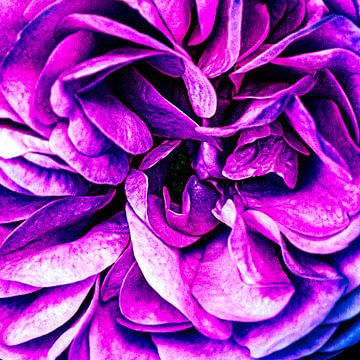 Detail van het hart van een roos  uit de tuin van MICHEL WETTSTEIN