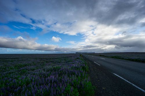 IJsland - Snelweg omringd door eindeloze velden met paarse lupine