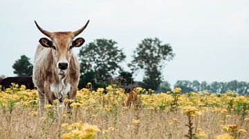 Vache sauvage dans le paysage hollandais sur Rob van Dongen