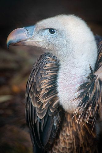 Rüppellgeier in der Avifauna.