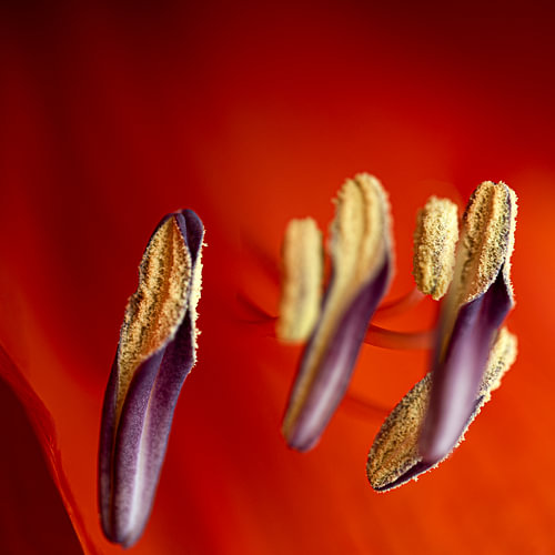 Stamps red, purple.