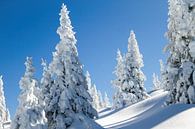 Bomen in winterkleed van Erich Fend thumbnail