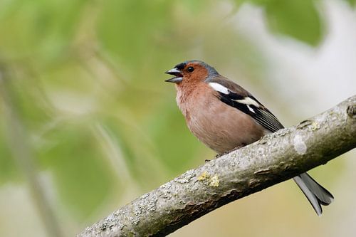 Chant territorial ... Pinson des arbres *Fringilla coelebs*, mâle chanteur