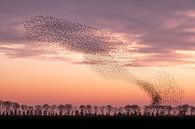 Dance show starlings by Moetwil en van Dijk - Fotografie thumbnail