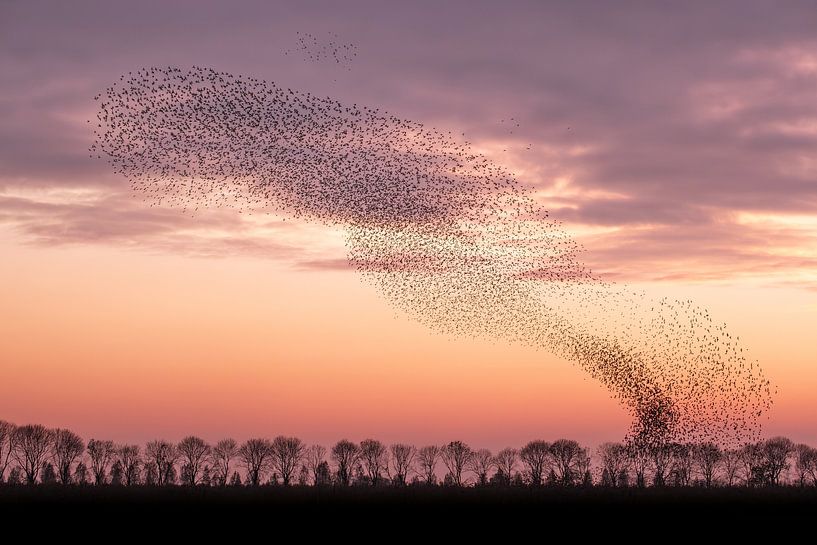 Dance show starlings by Moetwil en van Dijk - Fotografie