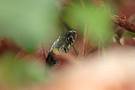 Ring snake plays hide and seek by Jan-Freerk Kloen