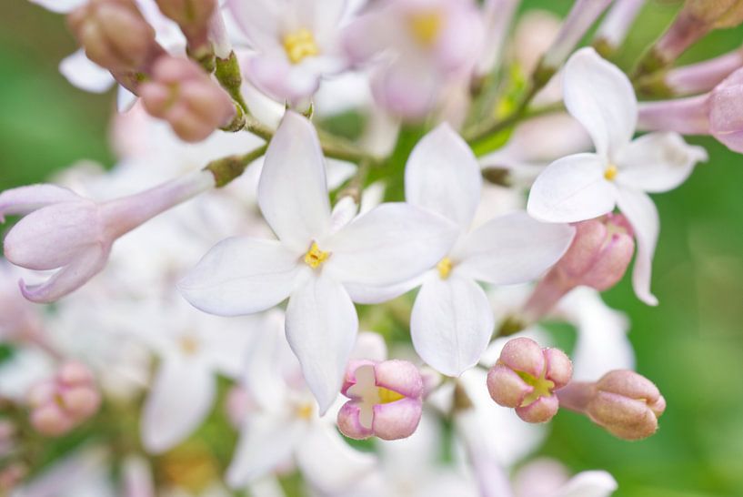 Common Purple Lilac Flower by Iris Holzer Richardson