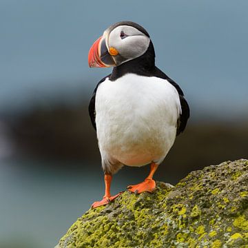 Papegaaiduikers op de kliffen