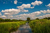 Zomer in het Binnenveld