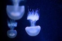 Drifters in the deep