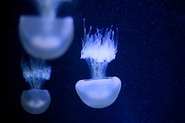 Drifters in the deep van Annelies Schaepherders