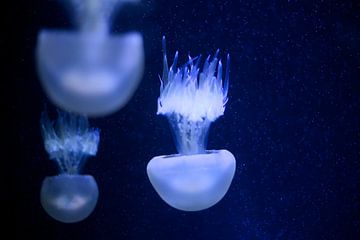 Drifters in the deep