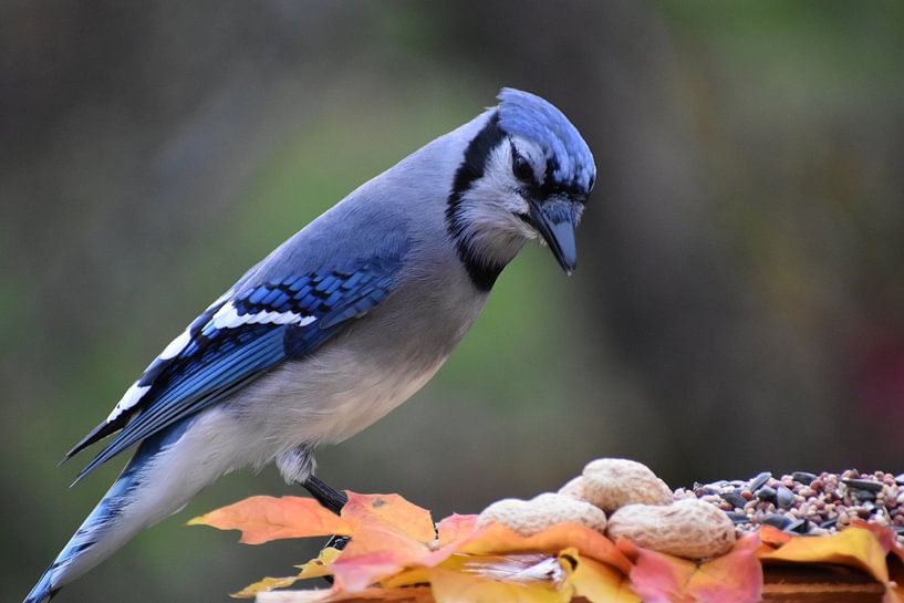 A blue jay at the garden feeder by Claude Laprise