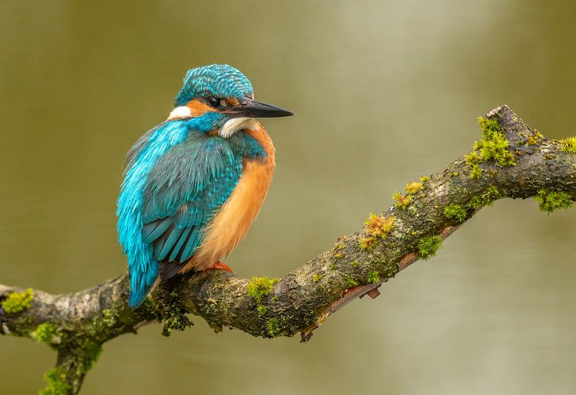 Eisvogel von Harry Punter