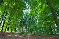 Beautiful forest at National Park Veluwezoom von Nel Diepstraten Miniaturansicht