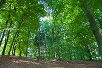 Beautiful forest at National Park Veluwezoom
