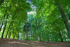 Prachtig bos bij Nationaal Park Veluwezoom