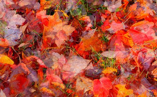 Ahornblatt, buntes Herbstlaub auf dem Boden liegend