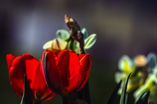 L'amour des tulipes
