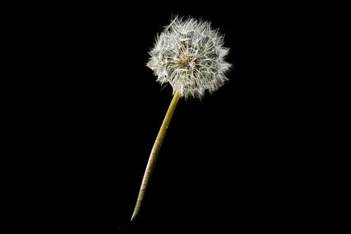 Löwenzahn in Makro Träume und Wünsche