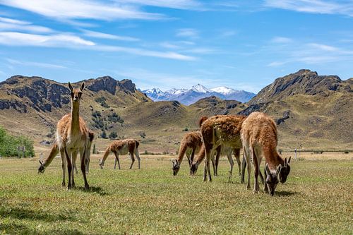 Guanacos in Patagonien