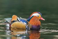 Tangerine Duck
