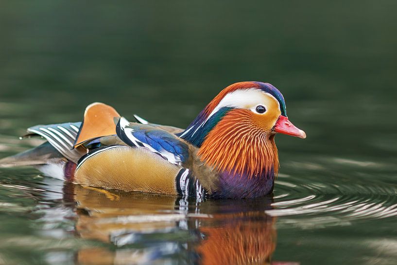 Tangerine Duck by Ton Valk
