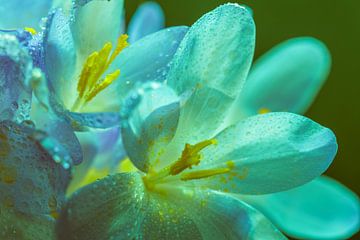 Druppels in de lente tijd op lentebloemen met blauw en aquamarijn kleuren van Jolanda de Jong-Jansen