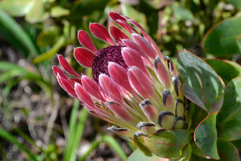 Bloem van de Protea by Susan Dekker