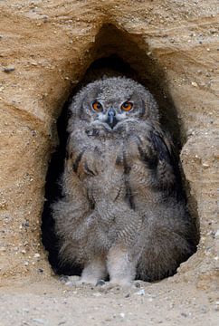 Eurasian Eagle Owl ( Bubo bubo ), moulting chick, standing in the entrance of its nest burrow, watch