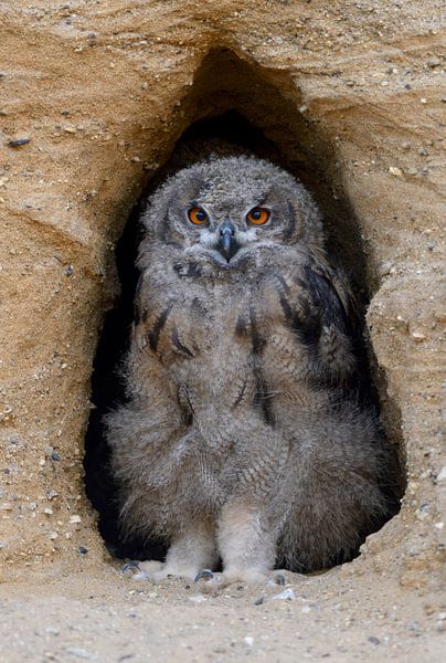 Uhu ( Bubo bubo ), Jungvogel steht mit ernster Miene im Eingang seiner Bruthöhle und schaut, Tierkin von wunderbare Erde