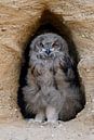 Uhu ( Bubo bubo ), Jungvogel steht mit ernster Miene im Eingang seiner Bruthöhle und schaut, Tierkin von wunderbare Erde Miniaturansicht