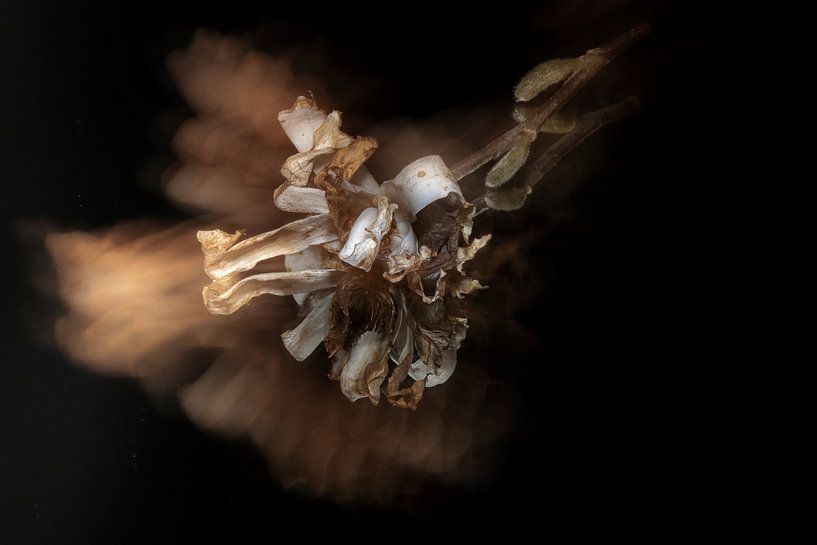 Wilted | part 3 par Lidia Vedder