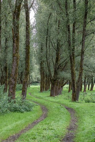 Forest trail in Horsterwold Flevoland