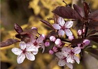Bloesem van roodbladige Prunus