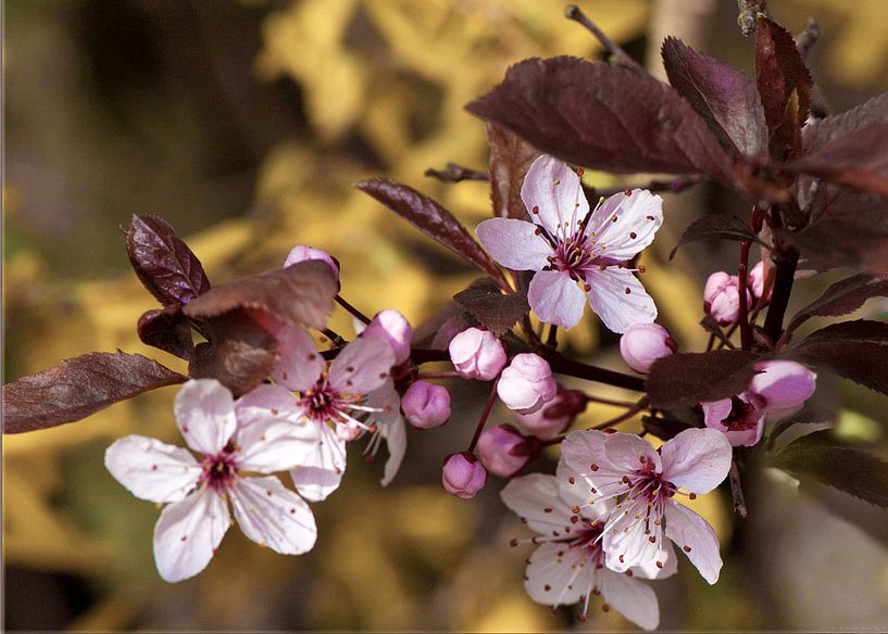 Bloesem van roodbladige Prunus par Ina Hölzel