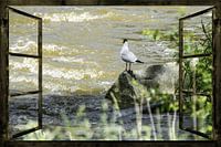 Window views - Wild Waters