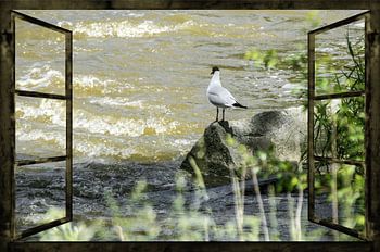 Fensterblick - Wilde Wasser 