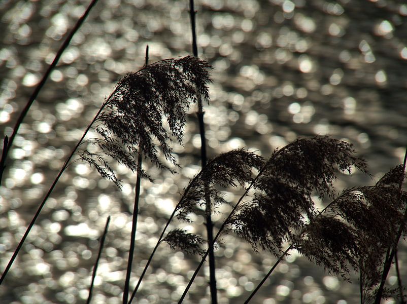 Végétation des berges par Edgar Schermaul
