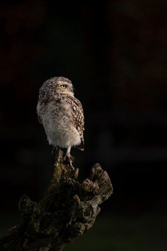 Eule, mit schwarzem Hintergrund