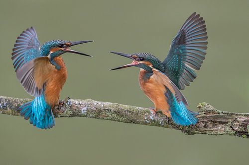 Jonge ijsvogels in gevecht